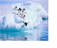 Antarktis, pingviner